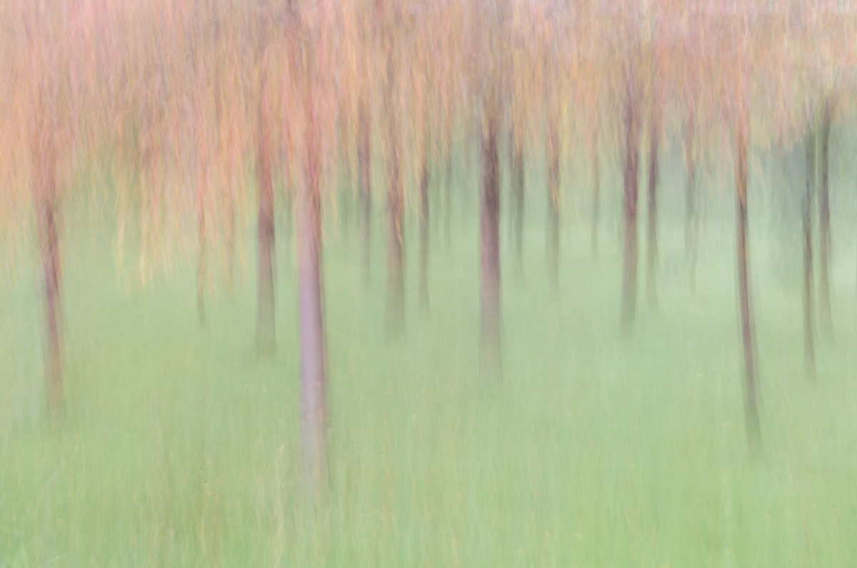 japanese cherry trees in in october