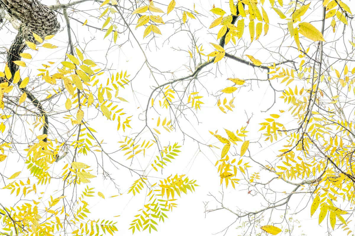 black walnut in november