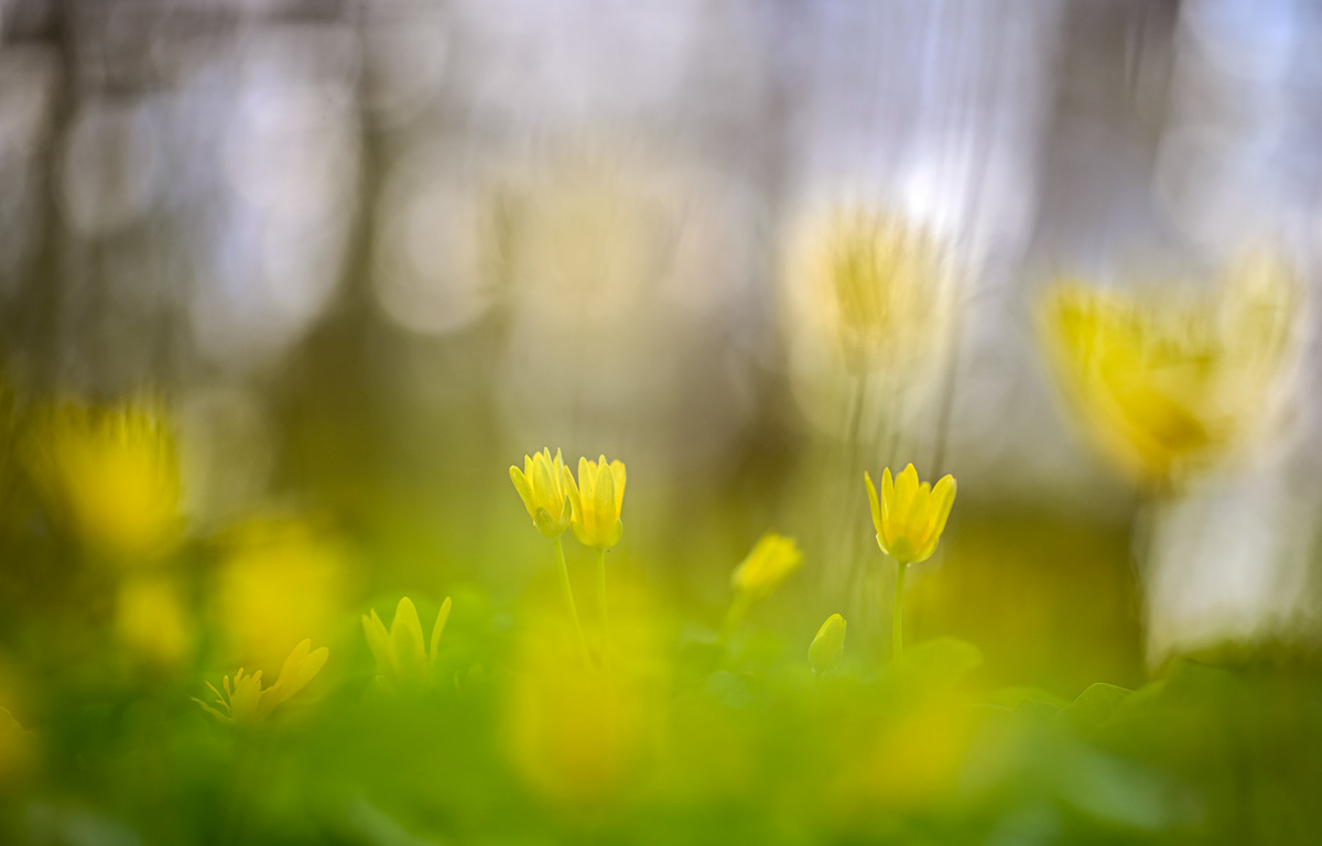 lesser celandine