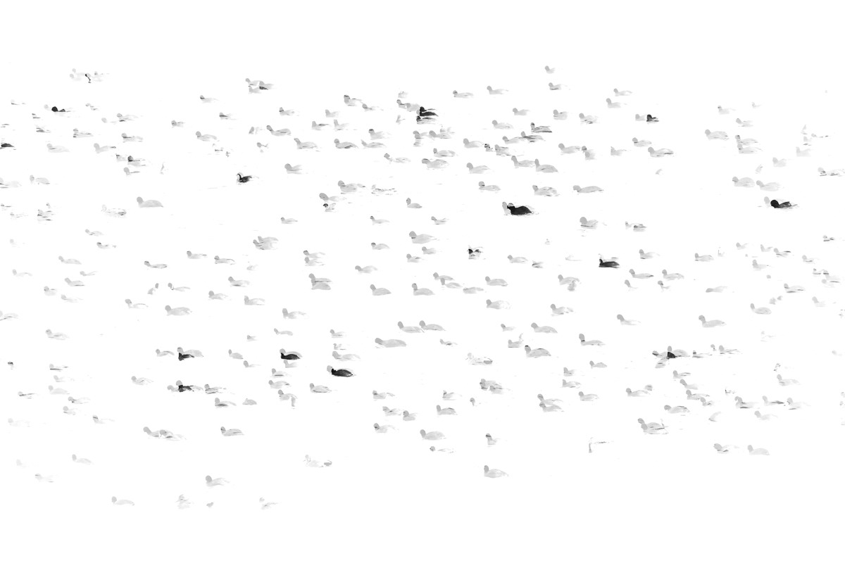 more coots (multiple exposed)