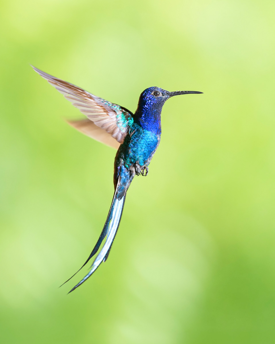 swallow-tailed hummingbird at home in fortaleza
