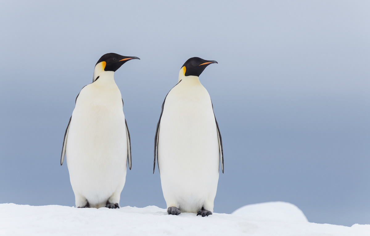 adult emperor penguins on the outlook