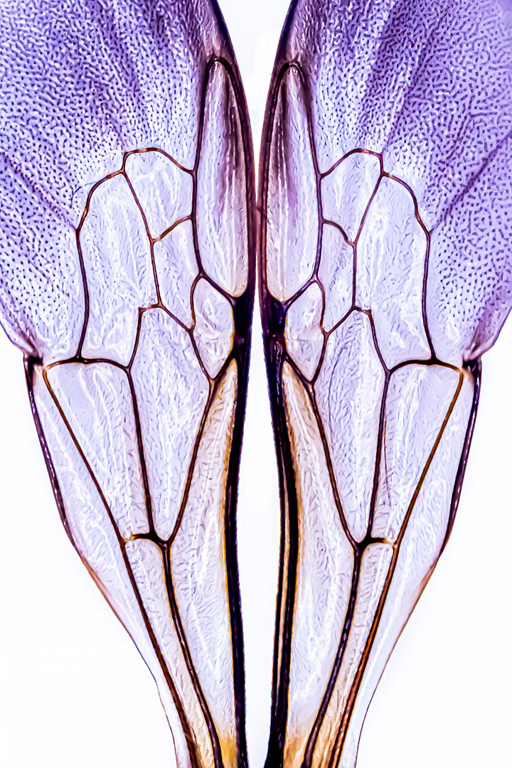 the back wings of a bumblebee (color)