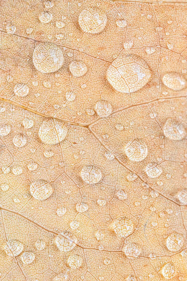 rain drops on leaf