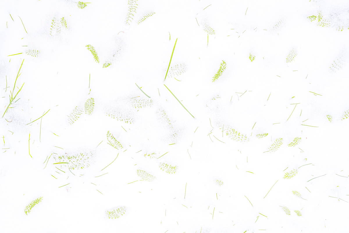 grasses peeping out just above a thin layer of snow