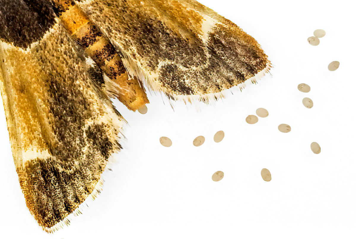 mill moth shooting eggs