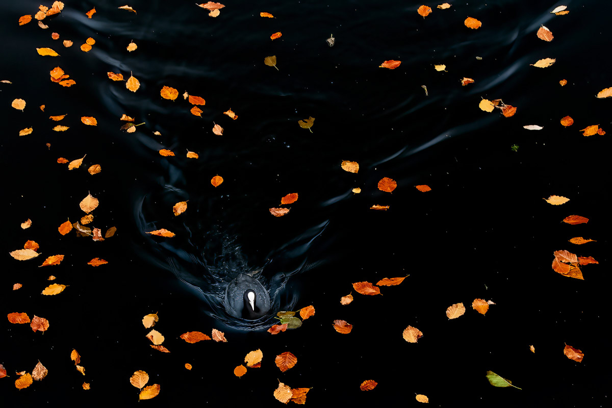autumn coot