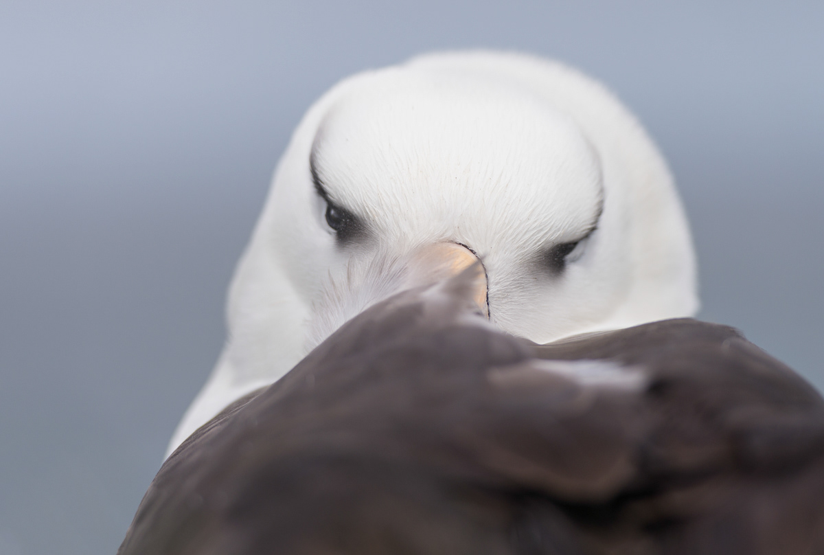 black-browed albatross portrait on west point island