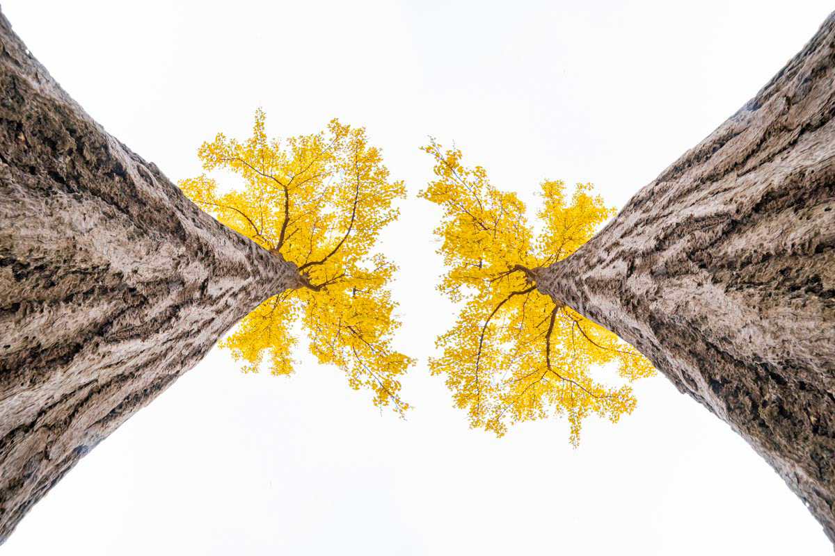 ginkgo biloba mirror