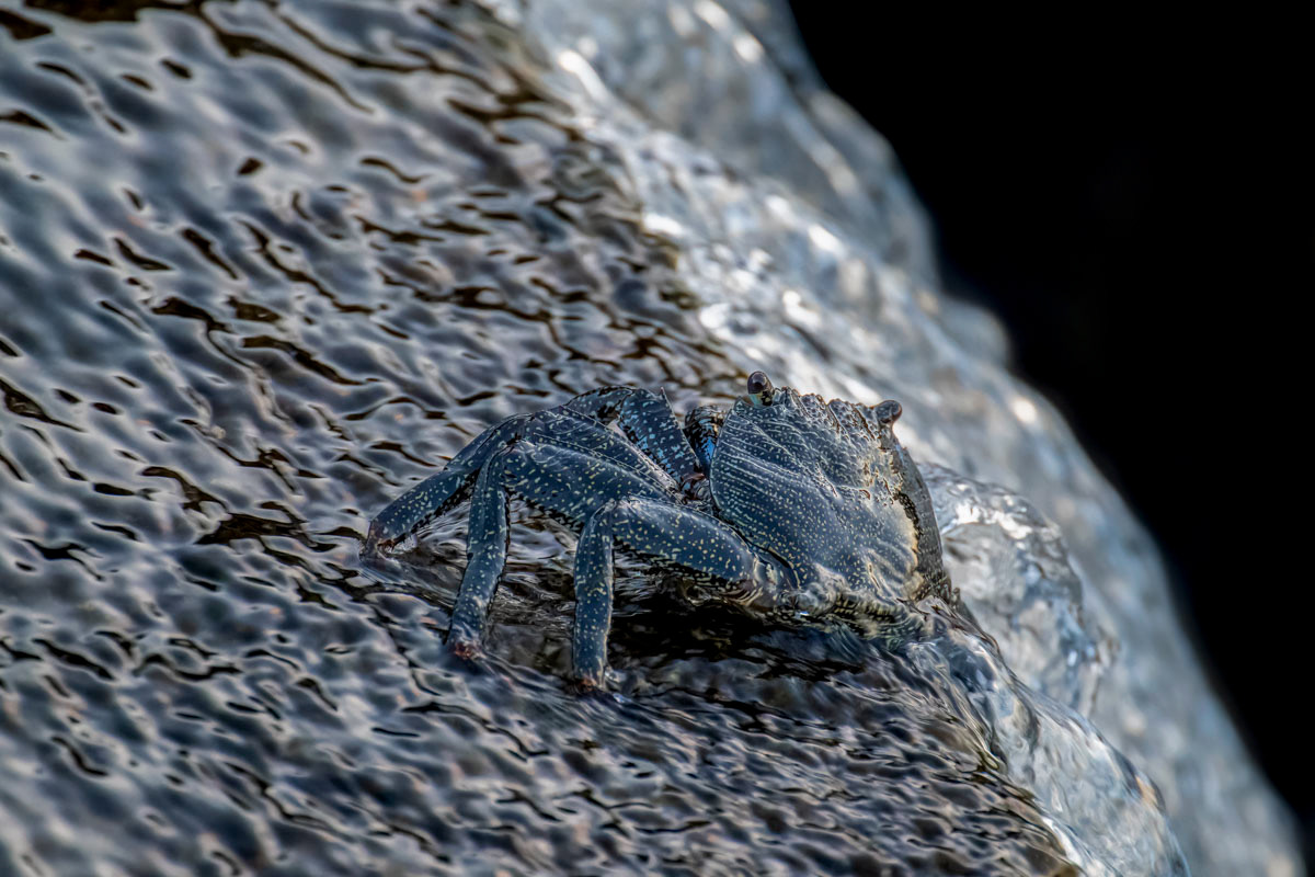 black crab
