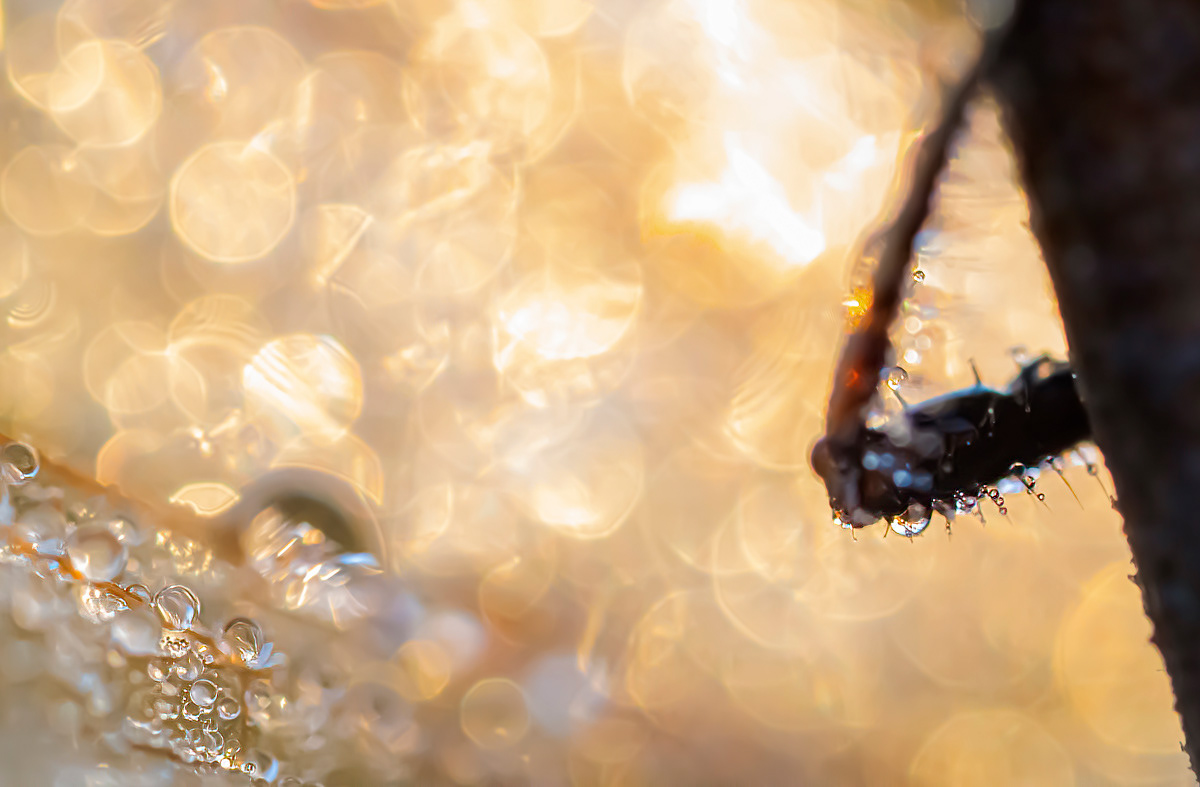 bokehlicious (elbow of a dragonfly)