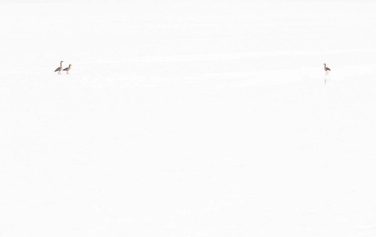 the great white and the geese