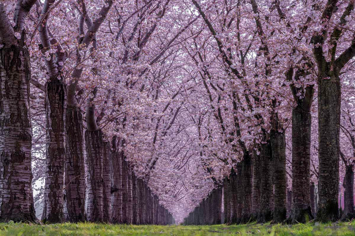 cherry blossom