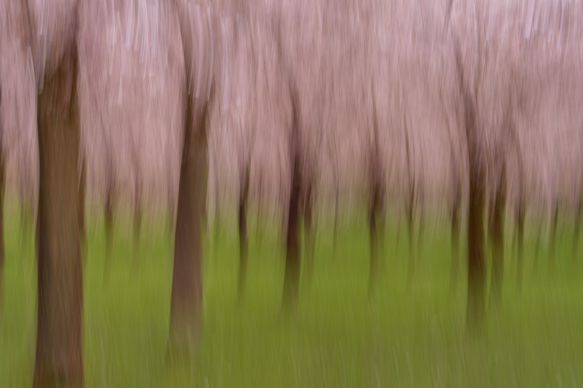  cherry blossom in march