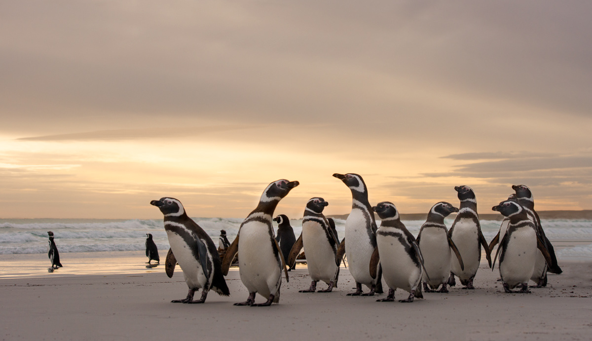 magellanic penguins on the beach of volunteer point