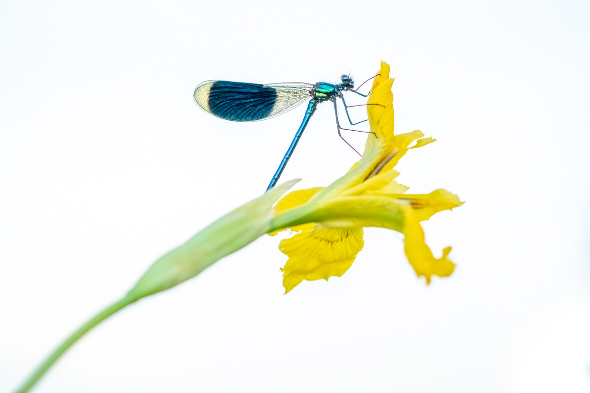 banded demoiselle male