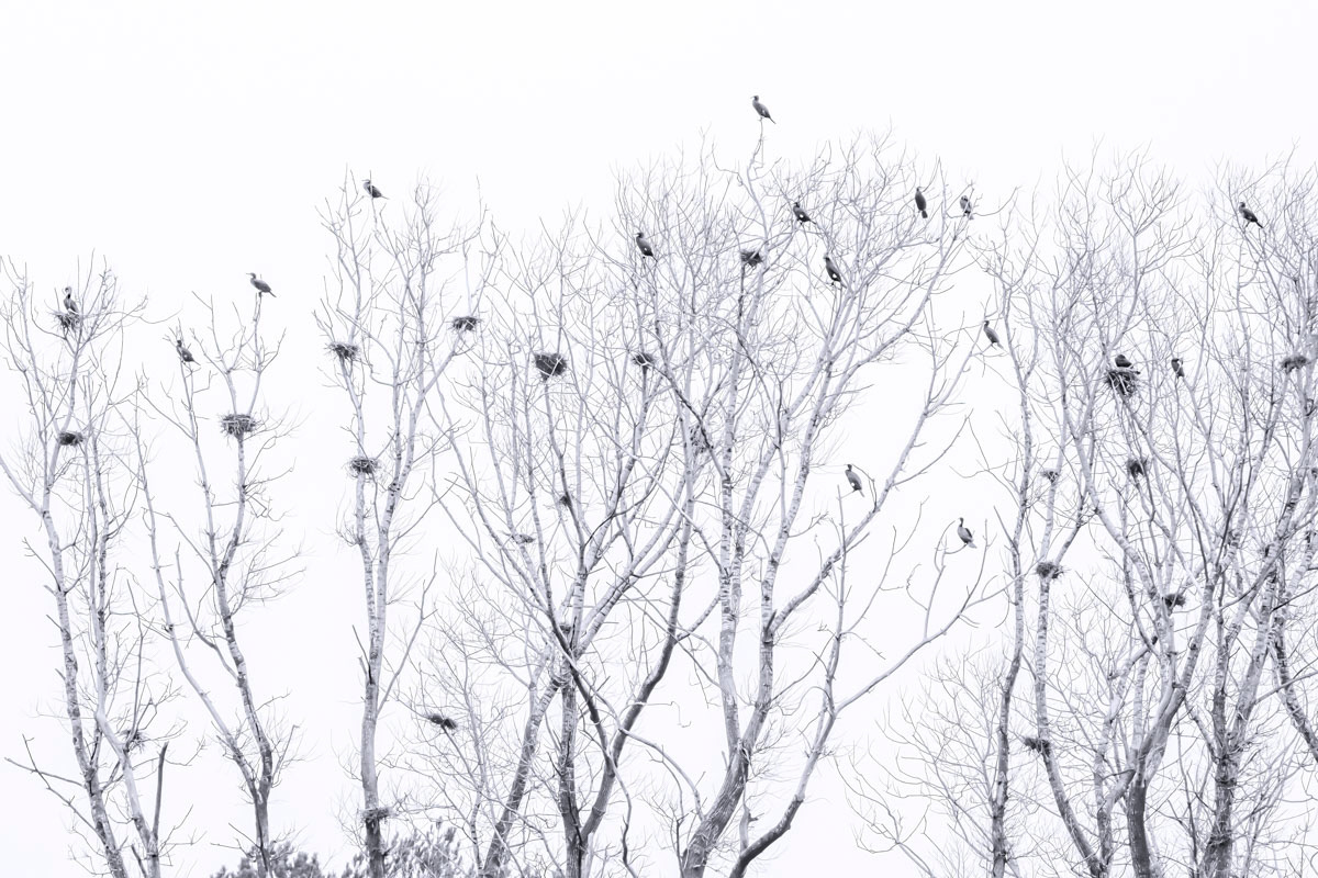 cormorants and nests