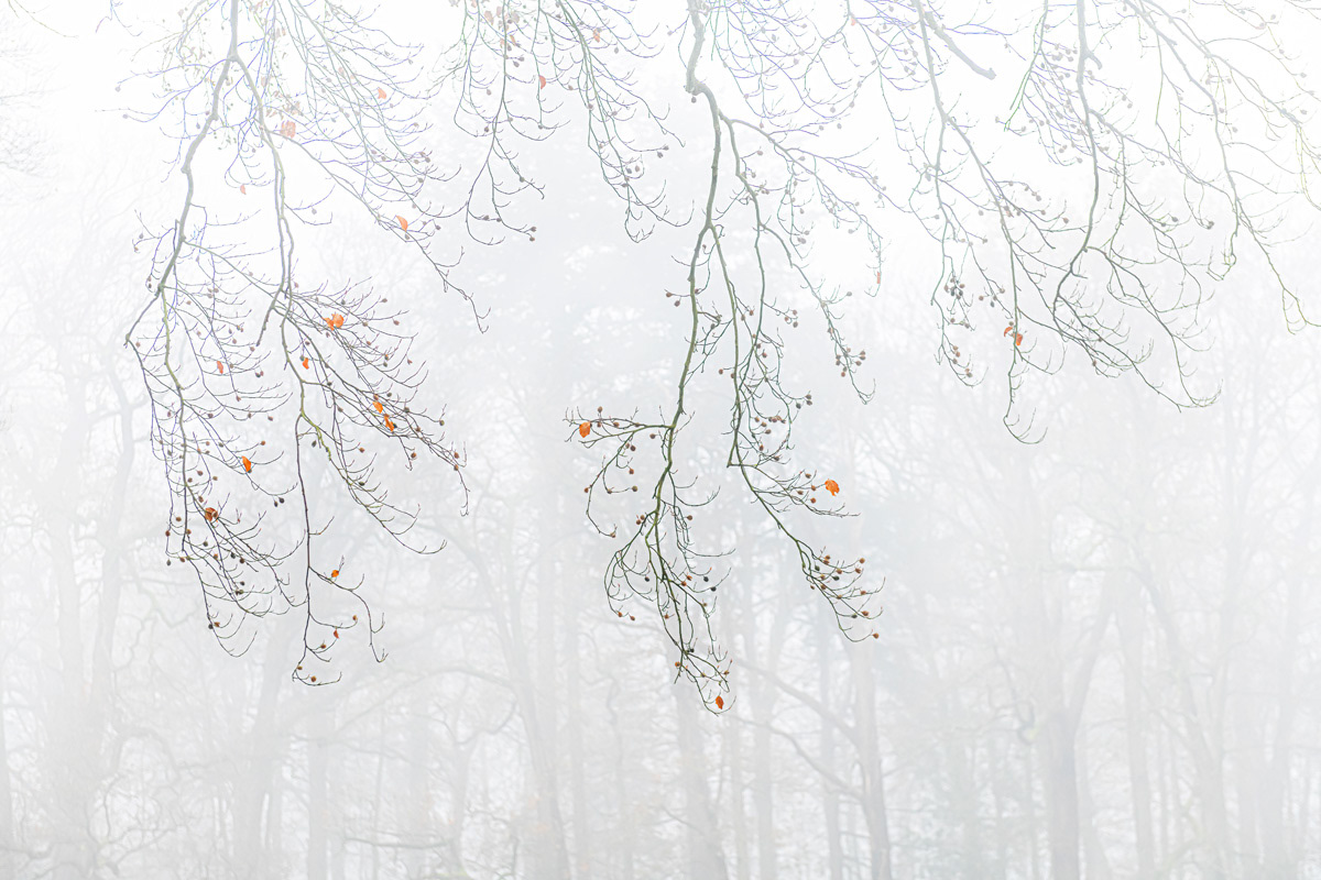 a foggy day in december