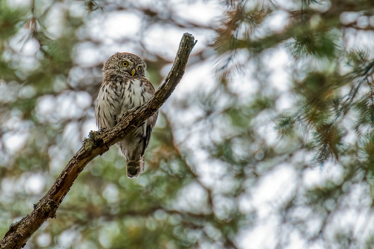 pygmy owl