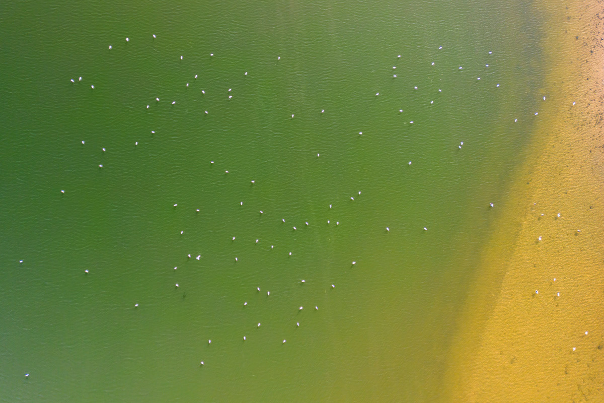 green and yellow (and gulls)