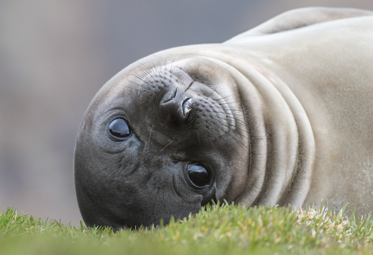 elephant seal pup