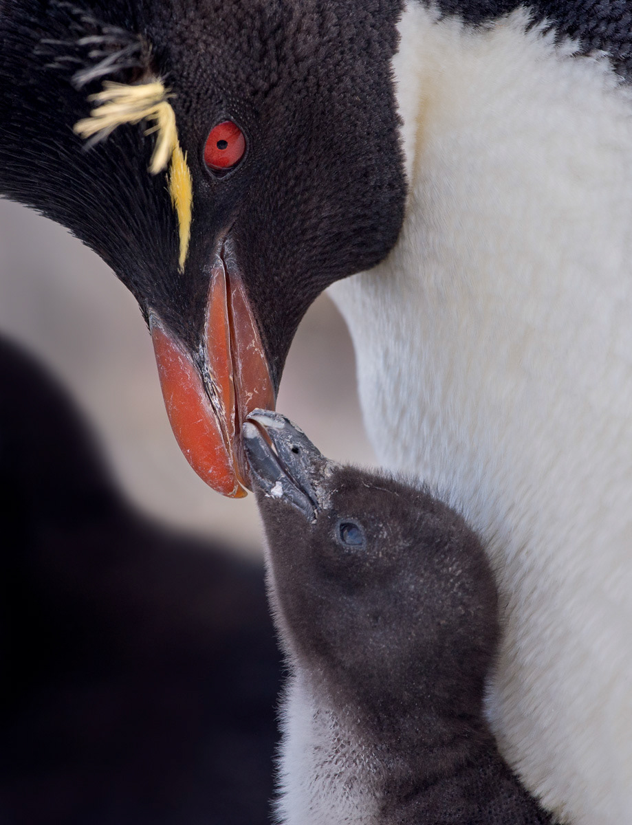 rockhopper and chick