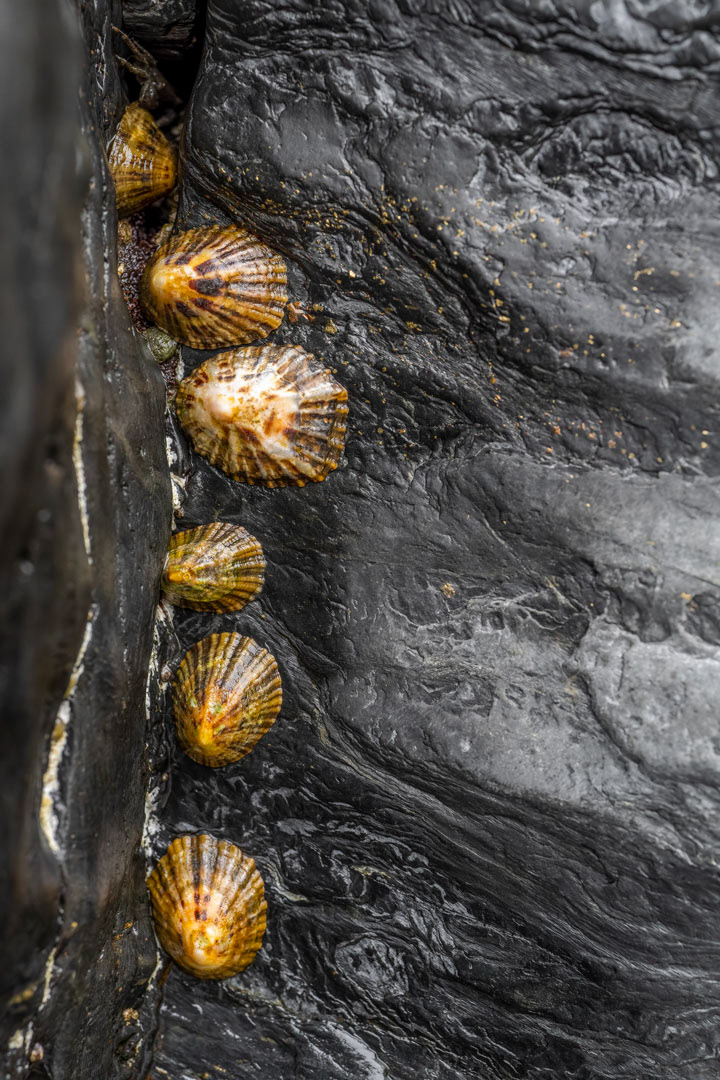 limpets