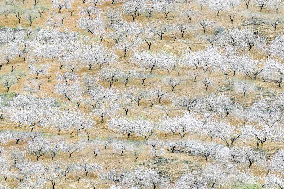 almond trees