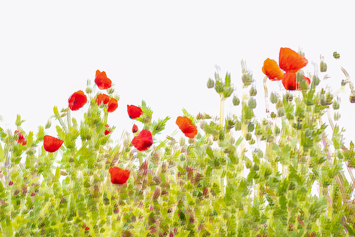 poppies