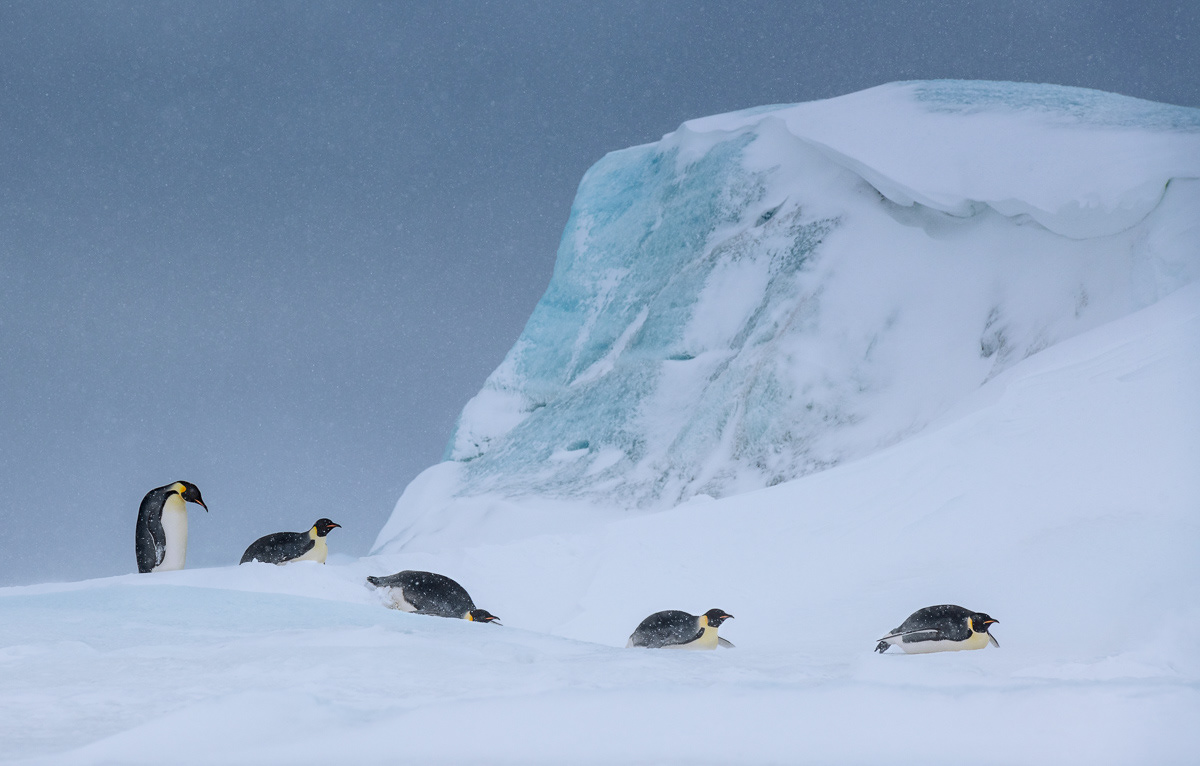 emperors on their way to the sea