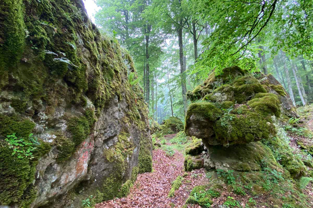beech forest number two