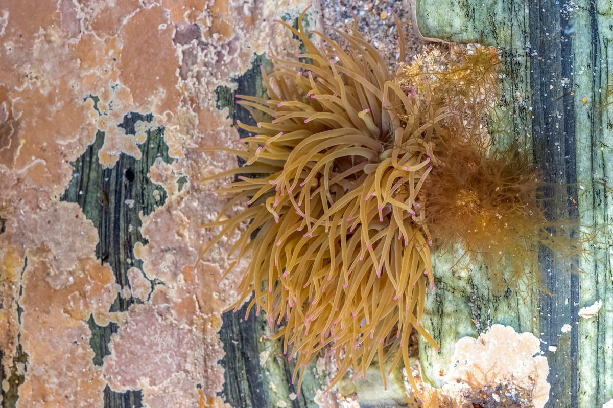 sea anemone