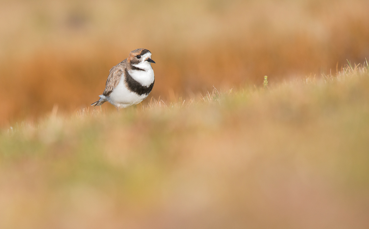 two-banded plover