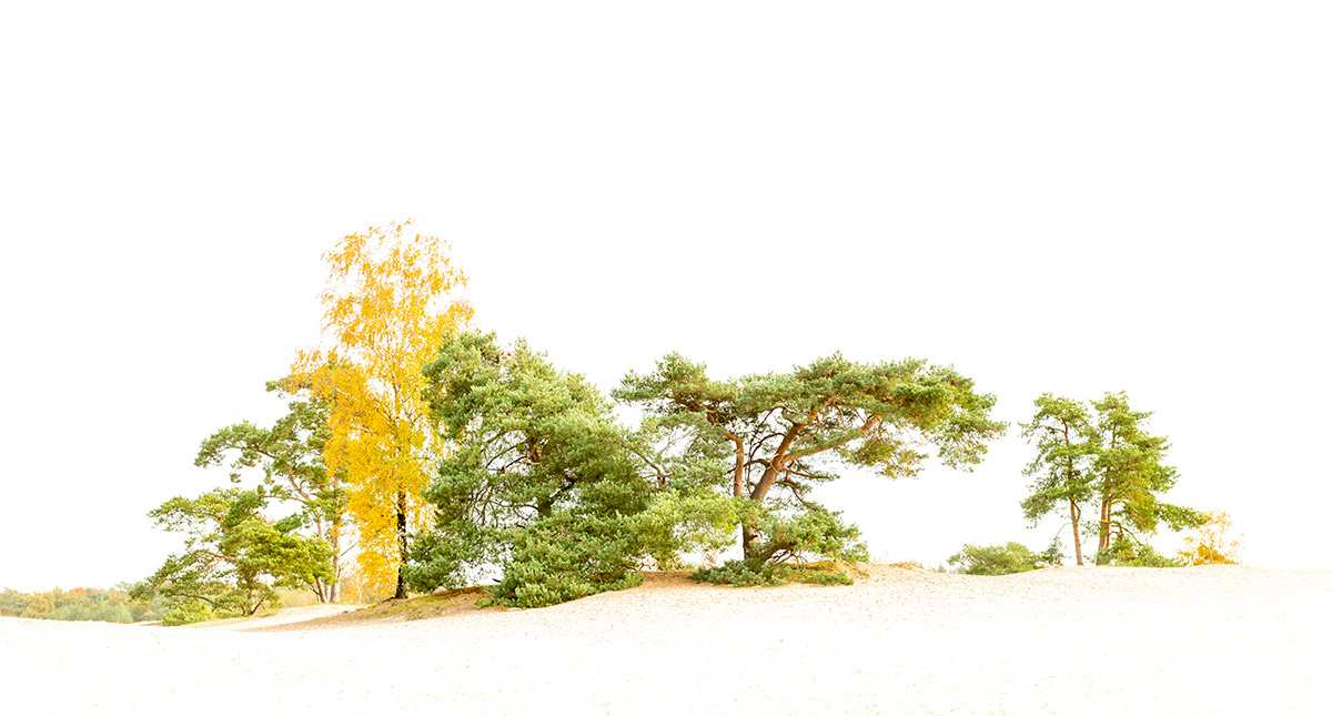 birch and pines in october