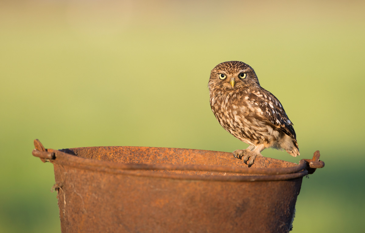 female little owl