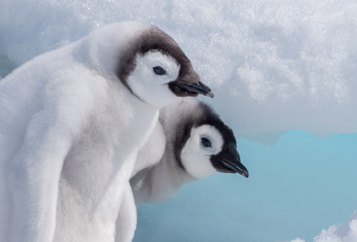 emperor penguin chicks playing with an ice cave