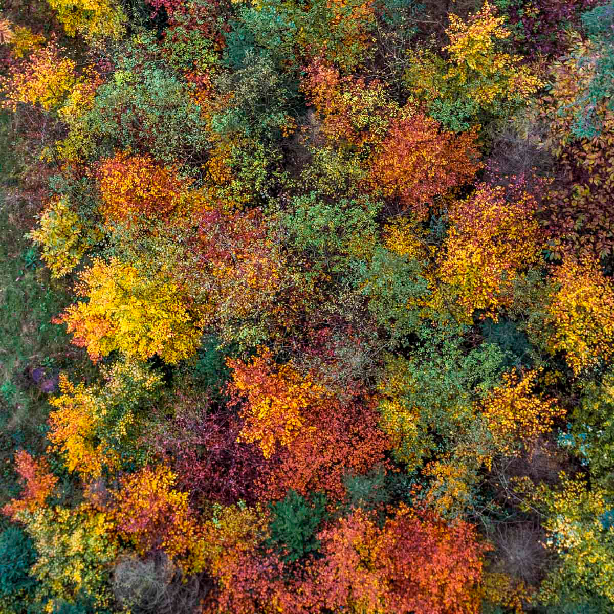 drone dream (november)