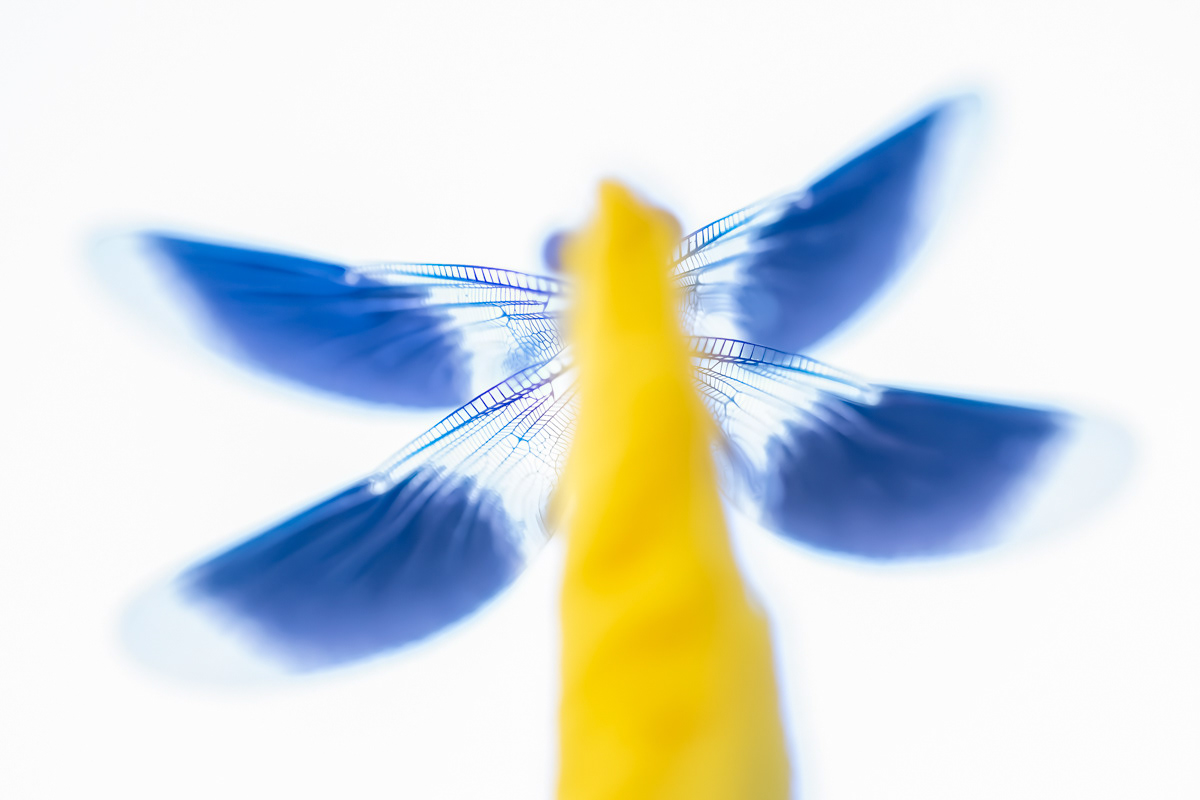 banded demoiselle male