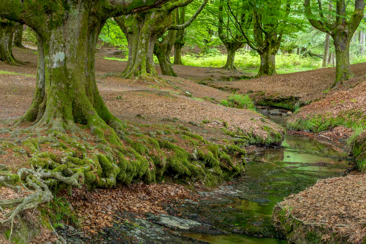 beech forest number one
