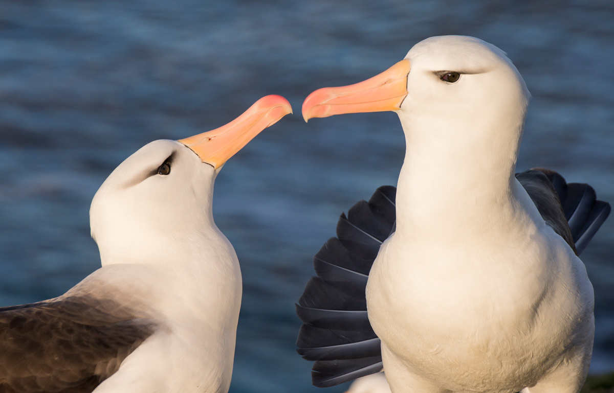 black-browed albatross courting