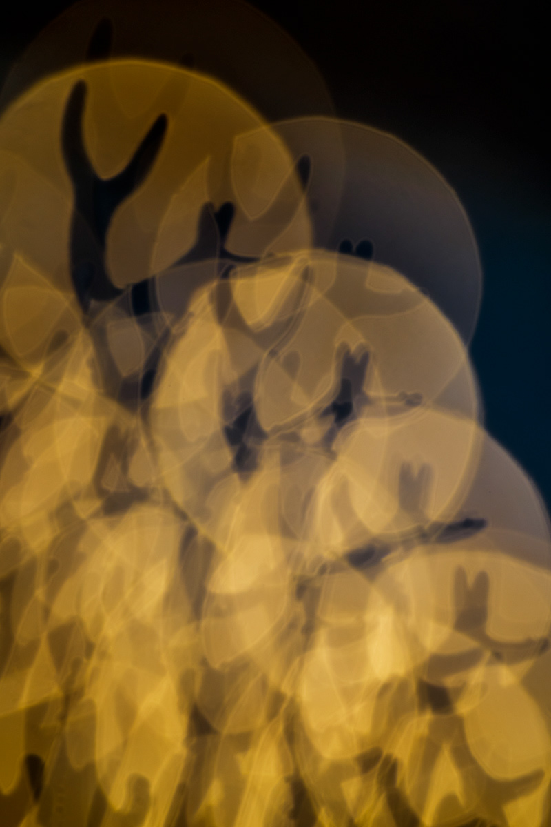 backlit sticky antler fungus