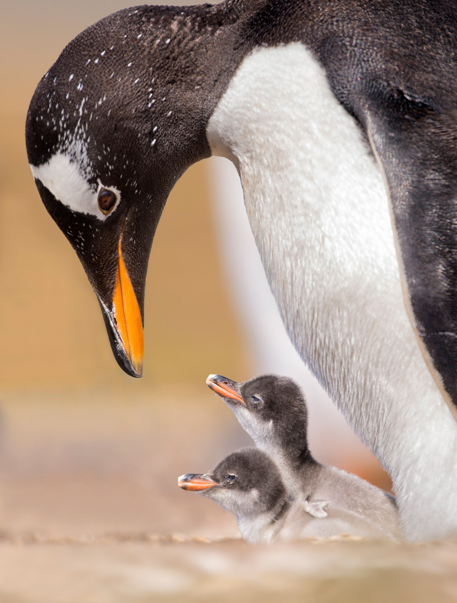 gentoo penguin mother and her two chicks