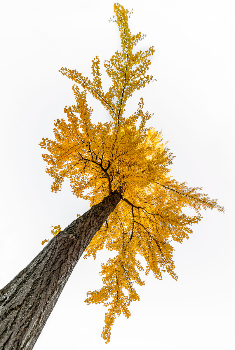 ginkgo biloba in october
