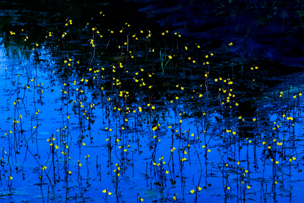 greater bladderwort low key