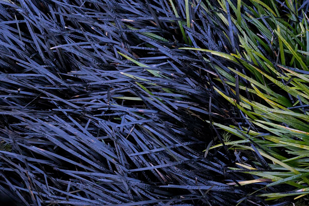 ophiopogon grass 
