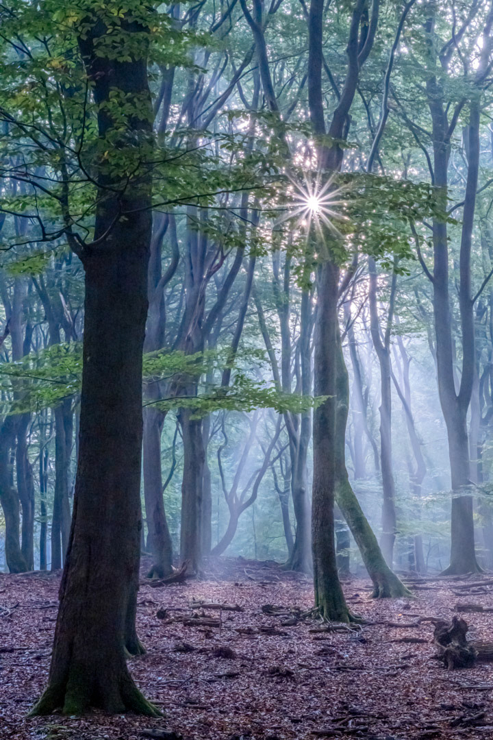a foggy day in speulder forest