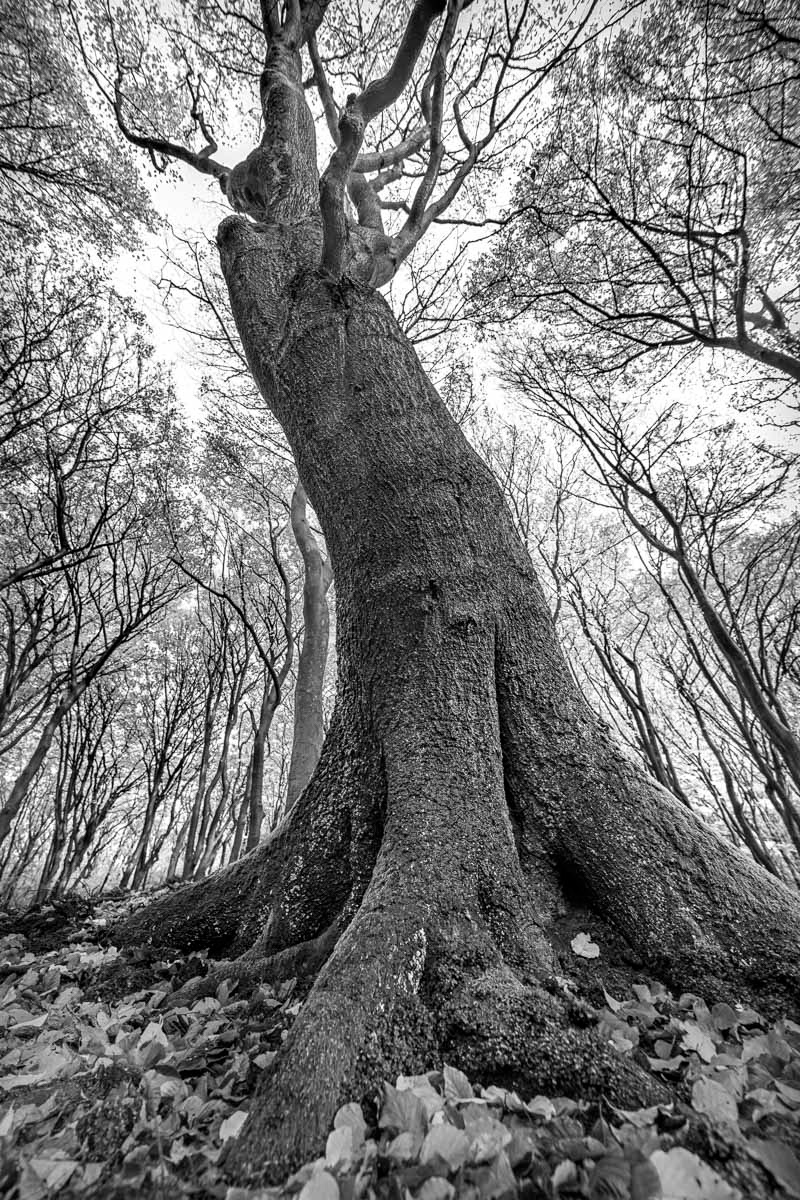 swinging beech (november)