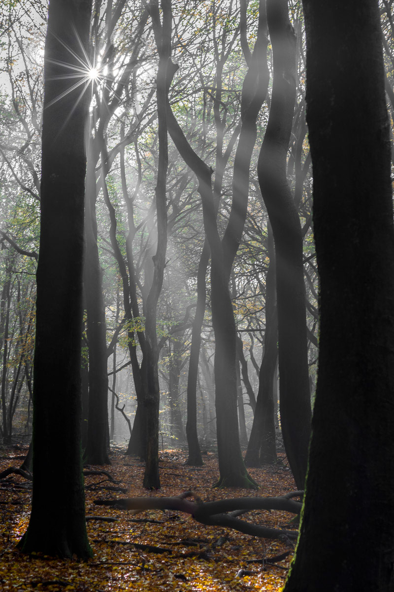 foggy forest in november