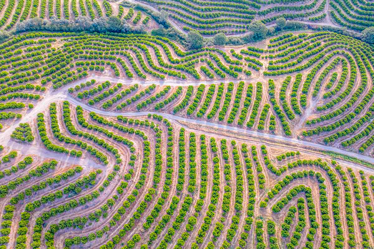 drone footage of a citrus tree nursery