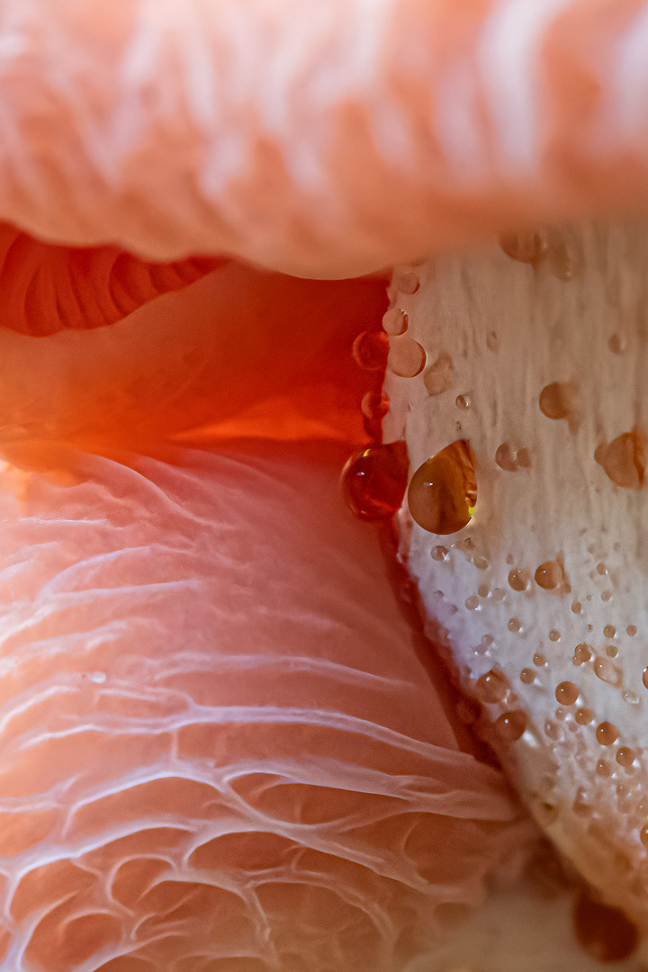 wrinkled peach (or rosy veincap) with guttation droplets 
